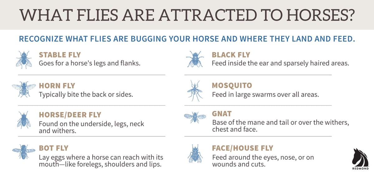 6 Tips to Keep Pesky Flies Away From Horses